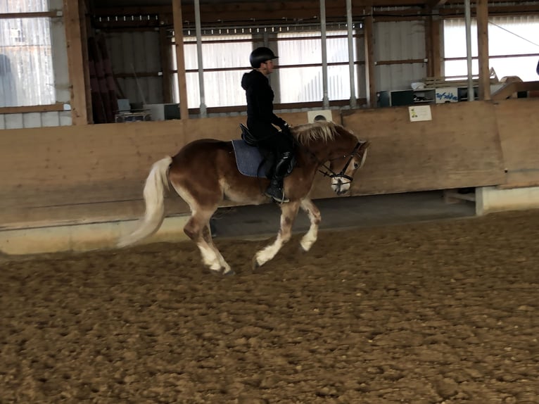 Edelbluthaflinger Caballo castrado 3 años 148 cm Alazán in Tussenhausen