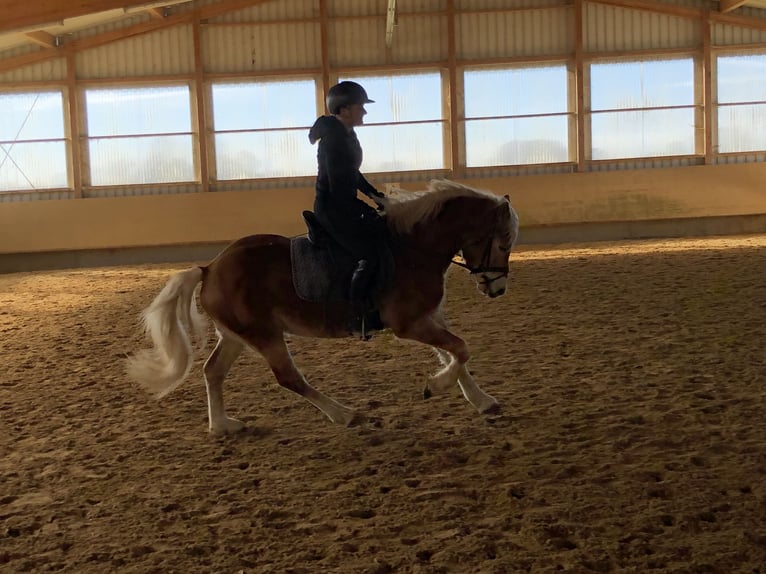 Edelbluthaflinger Caballo castrado 3 años 148 cm Alazán in Tussenhausen