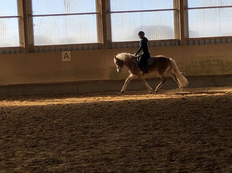 Edelbluthaflinger Caballo castrado 3 años 148 cm Alazán in Tussenhausen