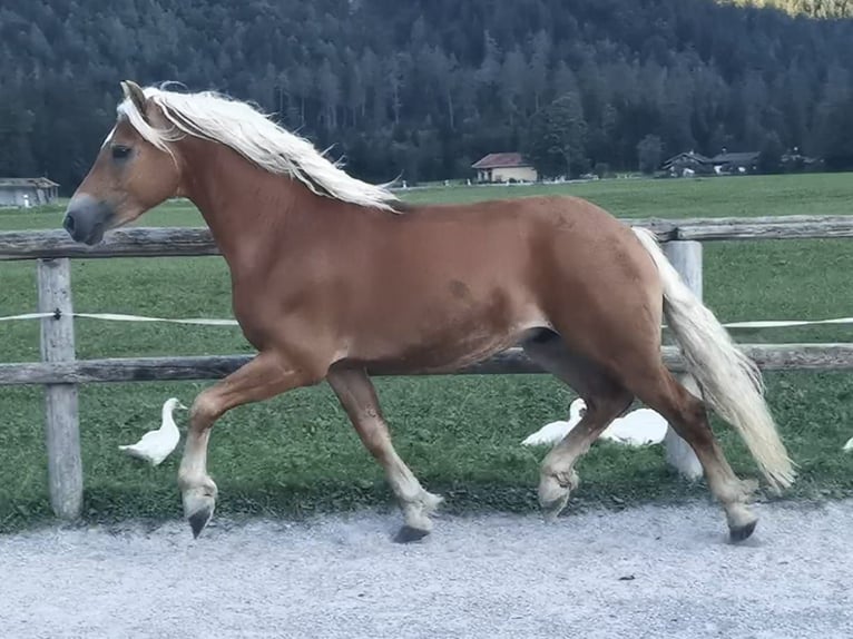 Edelbluthaflinger Caballo castrado 3 años 148 cm Alazán-tostado in Bayrischzell