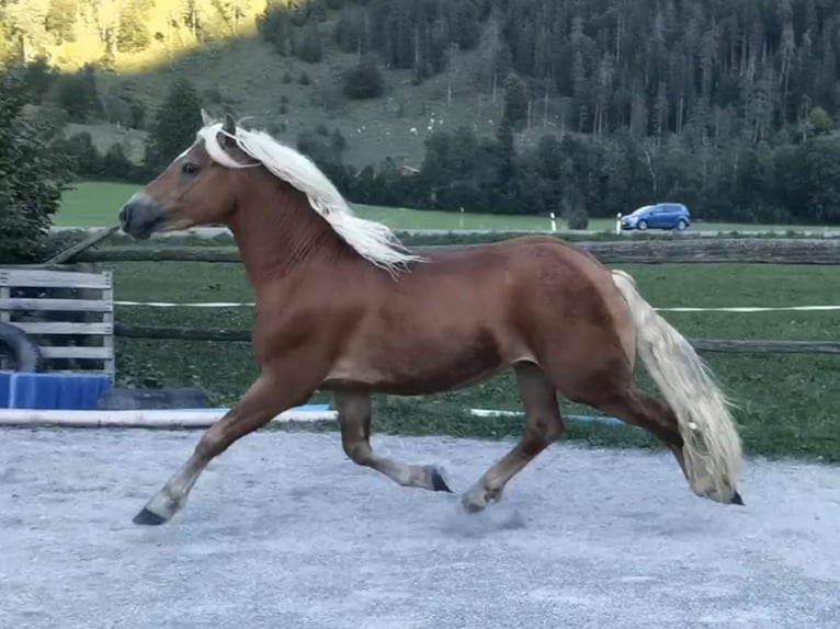 Edelbluthaflinger Caballo castrado 3 años 148 cm Alazán-tostado in Bayrischzell