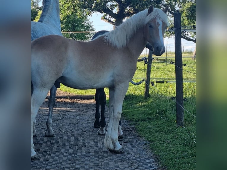 Edelbluthaflinger Caballo castrado 3 años 149 cm Alazán in Berg