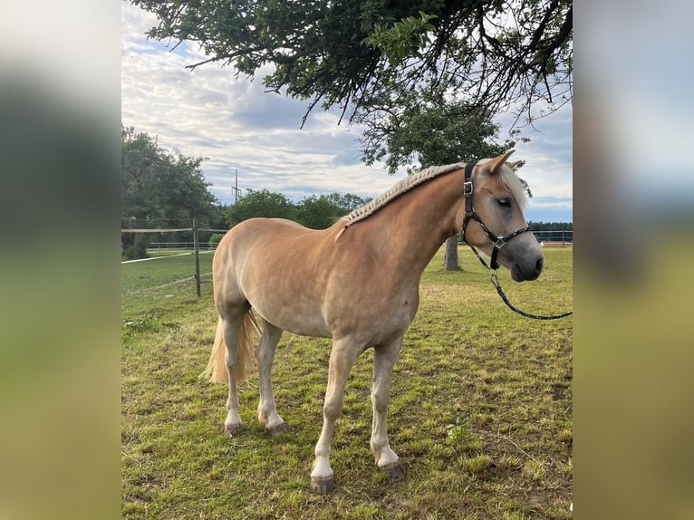 Edelbluthaflinger Caballo castrado 3 años 149 cm Alazán in Berg