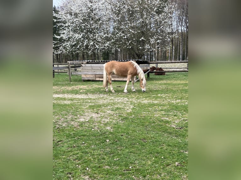 Edelbluthaflinger Caballo castrado 3 años 150 cm Castaño claro in Lienen