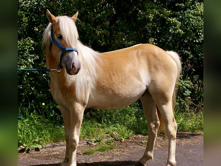 Edelbluthaflinger Caballo castrado 3 años Alazán in Heringen (Werra)Heringen