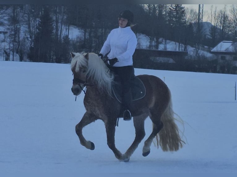 Edelbluthaflinger Caballo castrado 4 años 142 cm Alazán in Bayrischzell