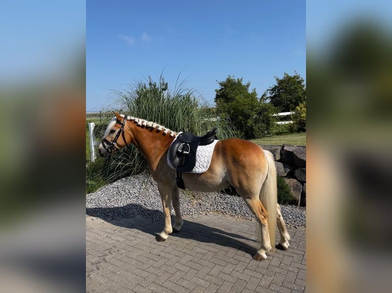 Edelbluthaflinger Caballo castrado 4 años 147 cm Alazán in KerbenLonnig