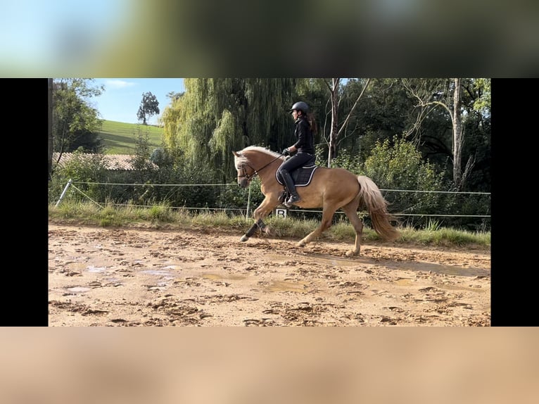 Edelbluthaflinger Caballo castrado 4 años 147 cm in Harsdorf