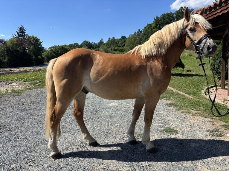 Edelbluthaflinger Caballo castrado 4 años 148 cm  in Heinersreuth