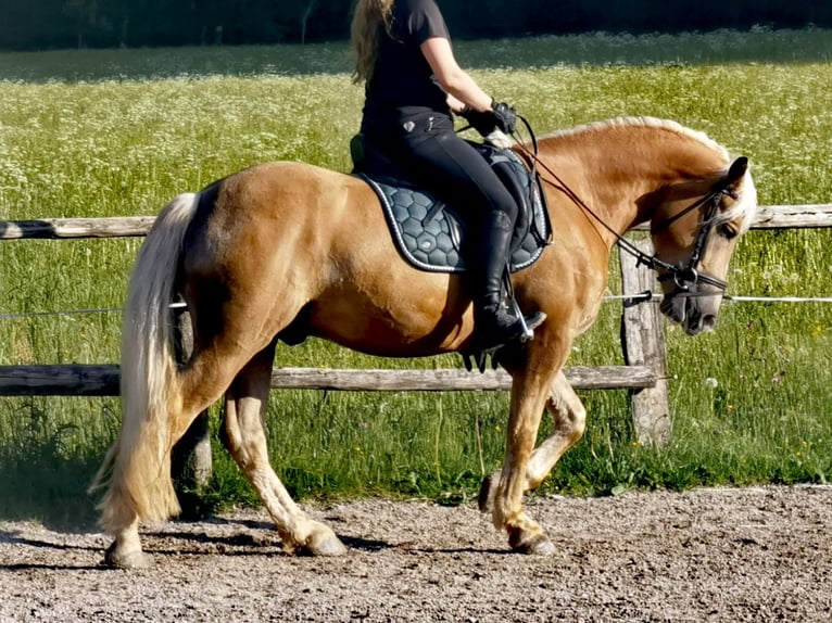 Edelbluthaflinger Caballo castrado 4 años 150 cm Alazán in Bayrischzell