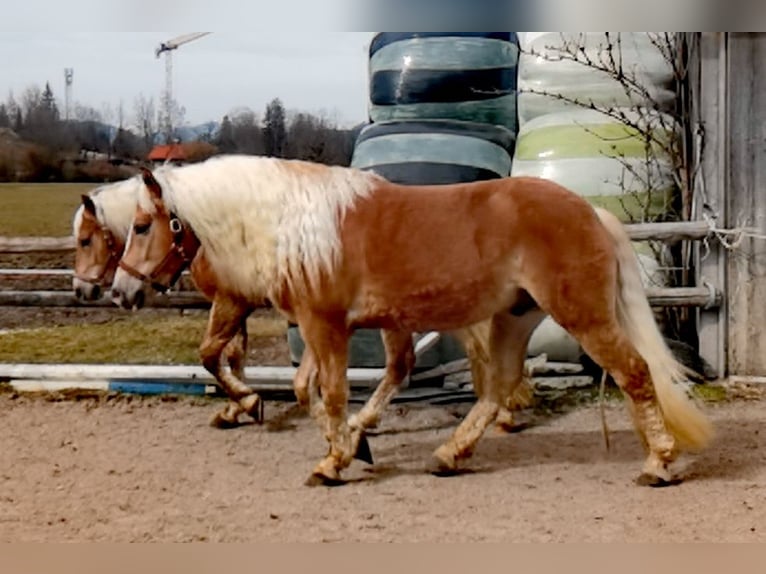 Edelbluthaflinger Caballo castrado 4 años 150 cm Alazán in Bayrischzell