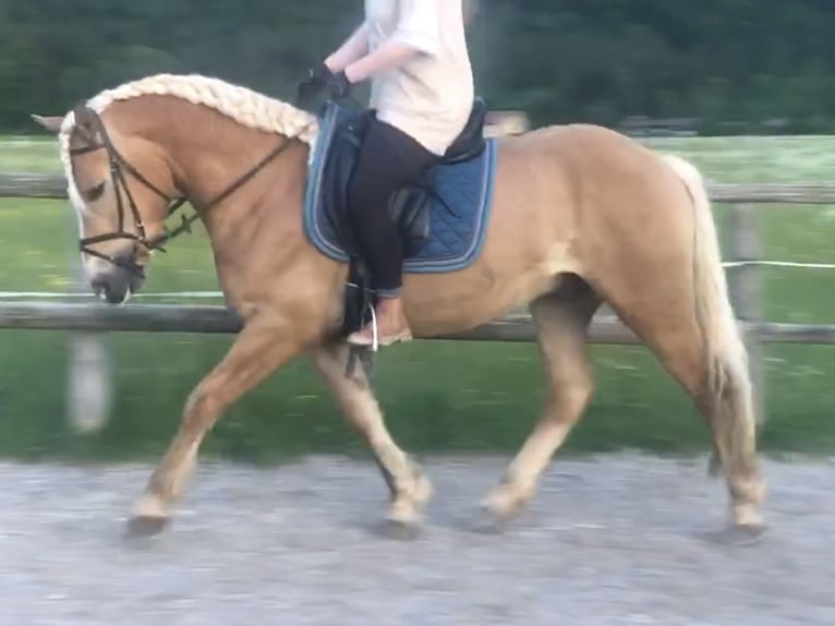 Edelbluthaflinger Caballo castrado 4 años 155 cm Alazán in Bayrischzell
