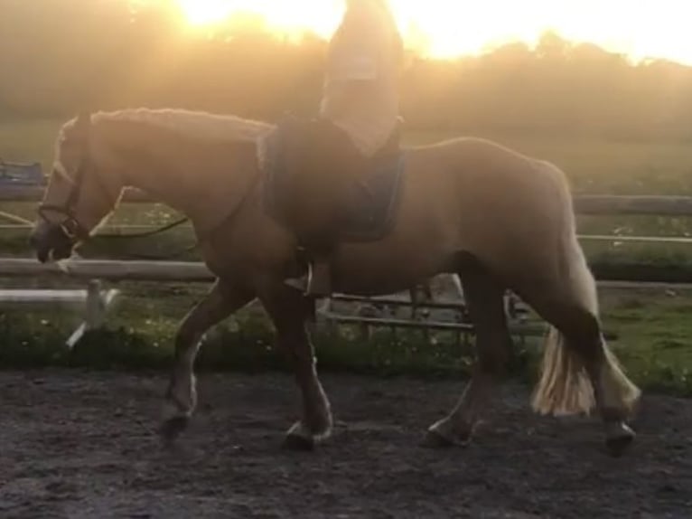 Edelbluthaflinger Caballo castrado 4 años 155 cm Alazán in Bayrischzell