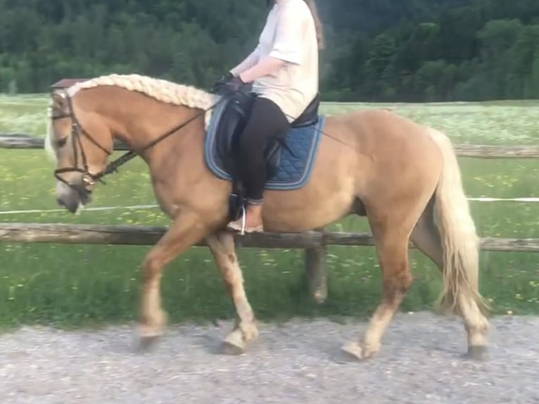 Edelbluthaflinger Caballo castrado 4 años 155 cm Alazán in Bayrischzell
