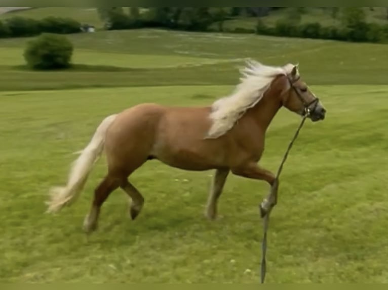 Edelbluthaflinger Caballo castrado 4 años 155 cm Alazán in Bayrischzell
