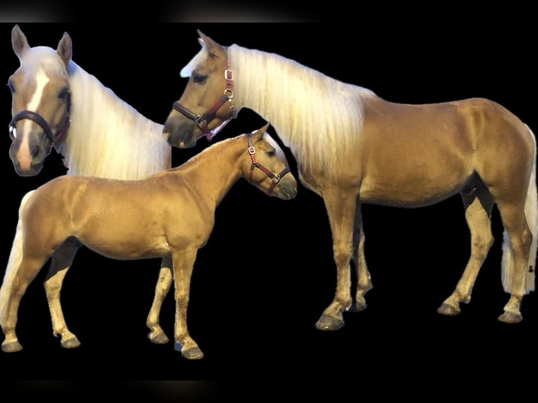 Edelbluthaflinger Caballo castrado 4 años 155 cm Alazán in Bayrischzell