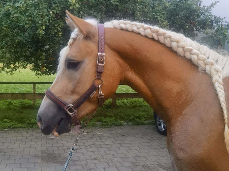 Edelbluthaflinger Caballo castrado 4 años 155 cm Alazán in Bayrischzell