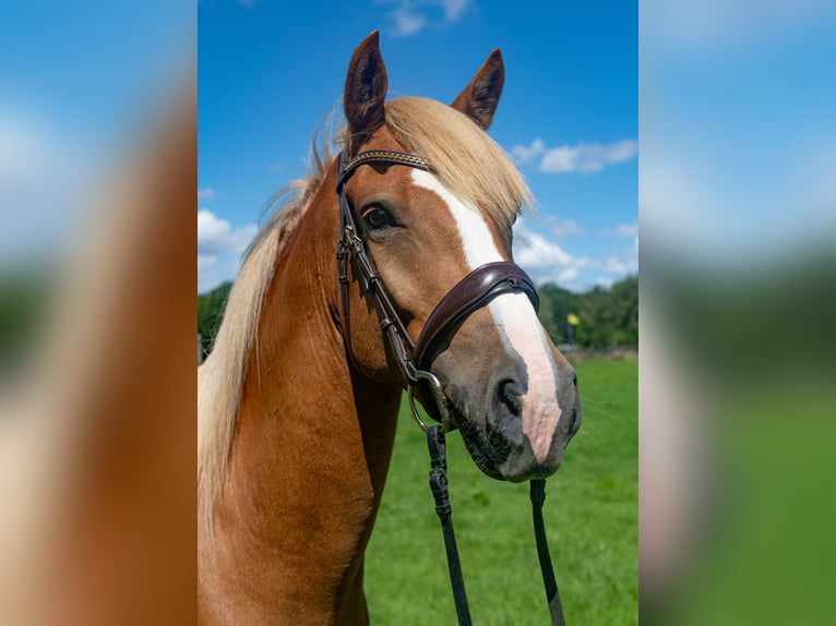 Edelbluthaflinger Caballo castrado 4 años 157 cm Alazán in Schretstaken