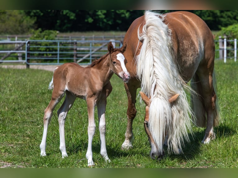 Edelbluthaflinger Caballo castrado 4 años 157 cm Alazán in Schretstaken