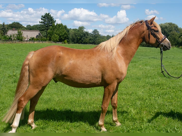 Edelbluthaflinger Caballo castrado 4 años 157 cm Alazán in Schretstaken