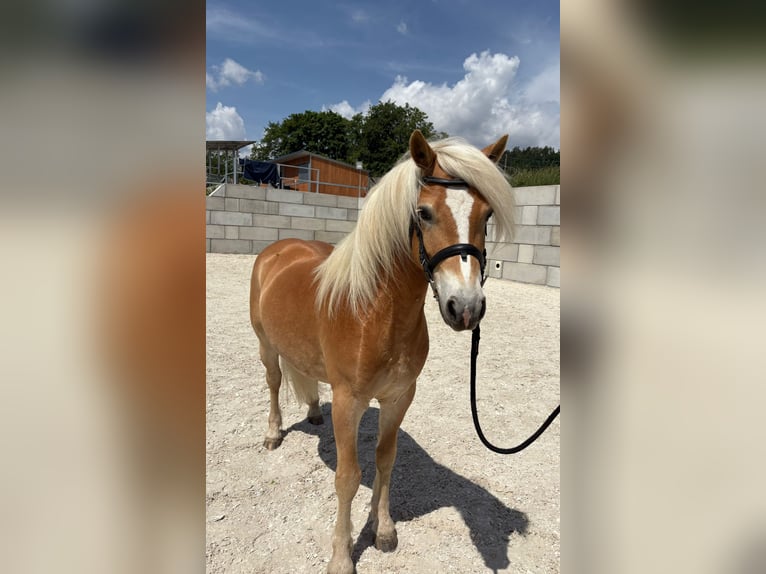 Edelbluthaflinger Caballo castrado 5 años 139 cm  in Wiesenfelden