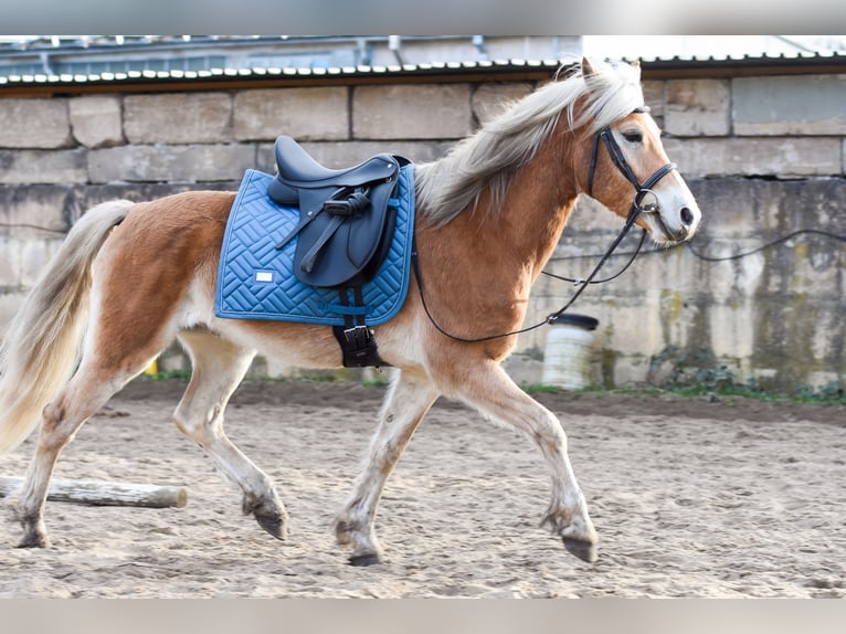 Edelbluthaflinger Caballo castrado 5 años 143 cm Palomino in Schwedeneck