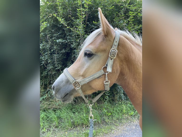 Edelbluthaflinger Caballo castrado 5 años 143 cm Palomino in Schwedeneck