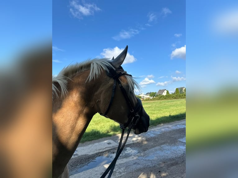 Edelbluthaflinger Caballo castrado 5 años 149 cm Alazán in Mittweida