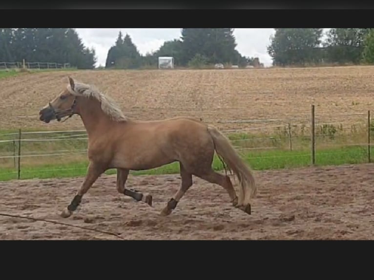 Edelbluthaflinger Caballo castrado 5 años 149 cm Alazán in Mittweida