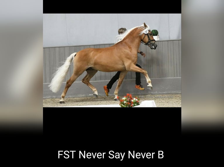 Edelbluthaflinger Caballo castrado 5 años 149 cm Alazán in Mittweida
