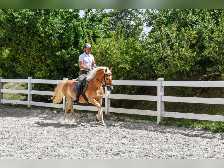 Edelbluthaflinger Caballo castrado 5 años 152 cm Alazán in Seebad Bansin