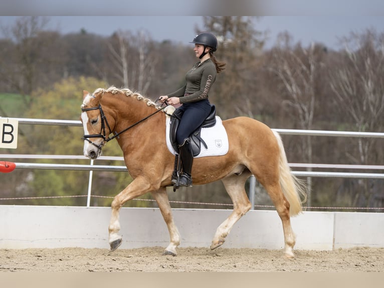 Edelbluthaflinger Caballo castrado 5 años 156 cm Palomino in Bochum