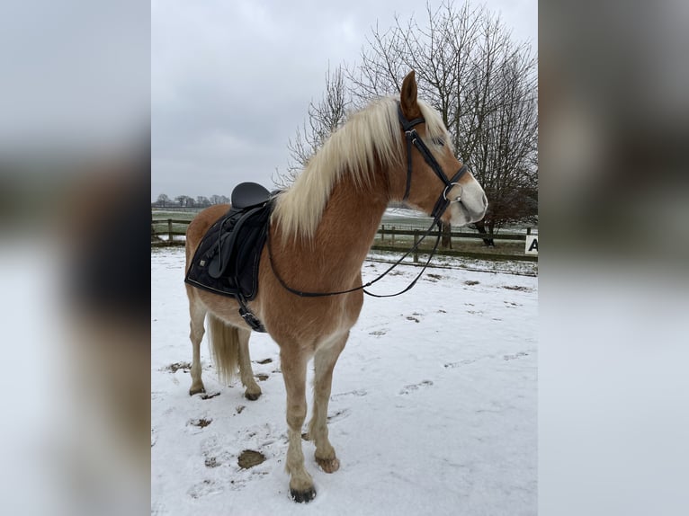 Edelbluthaflinger Caballo castrado 6 años 140 cm Palomino in Schwedeneck