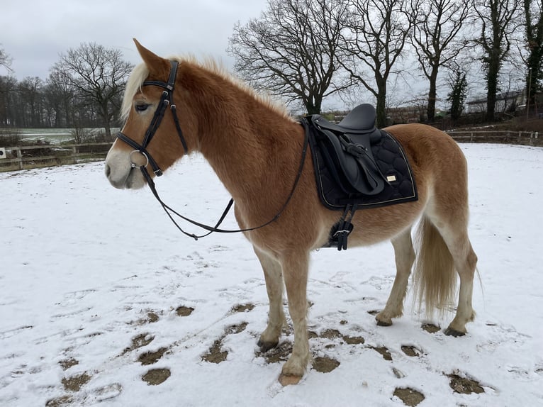 Edelbluthaflinger Caballo castrado 6 años 140 cm Palomino in Schwedeneck