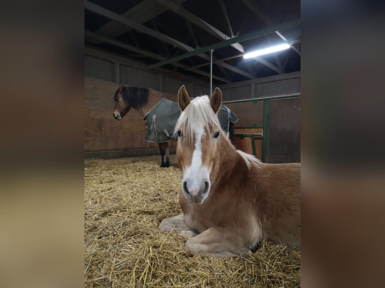 Edelbluthaflinger Caballo castrado 6 años 140 cm Palomino in Schwedeneck