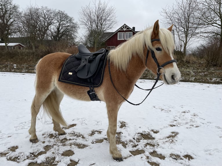 Edelbluthaflinger Caballo castrado 6 años 140 cm Palomino in Schwedeneck