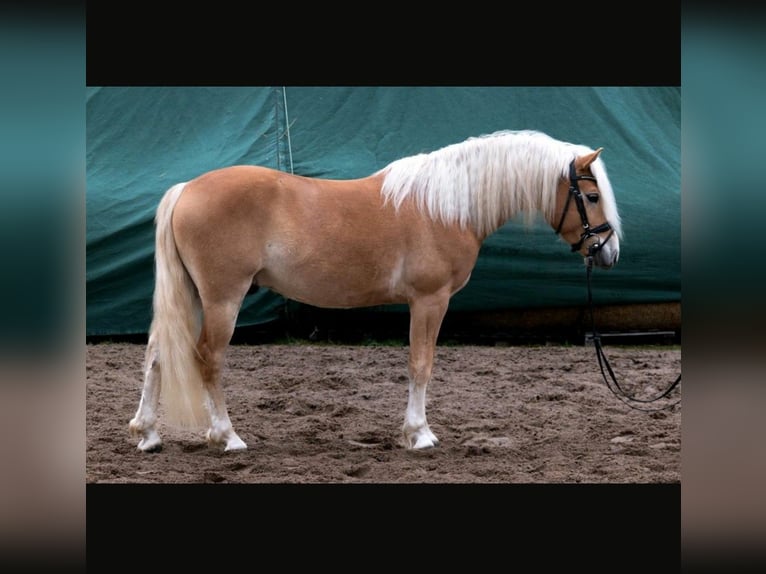 Edelbluthaflinger Caballo castrado 6 años 148 cm  in Radeberg