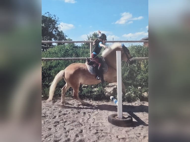 Edelbluthaflinger Caballo castrado 6 años 149 cm Alazán in Grünkraut