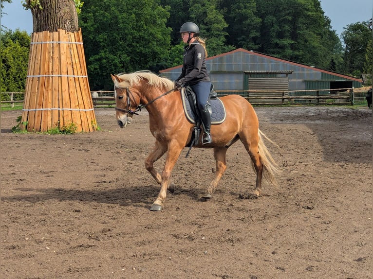 Edelbluthaflinger Caballo castrado 6 años 150 cm Alazán in Hechthausen