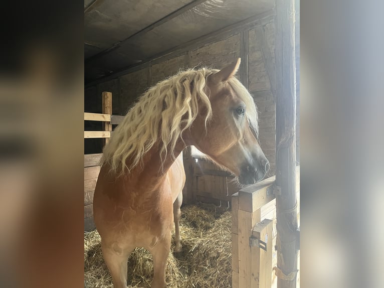 Edelbluthaflinger Caballo castrado 6 años 150 cm Alazán in Dassel