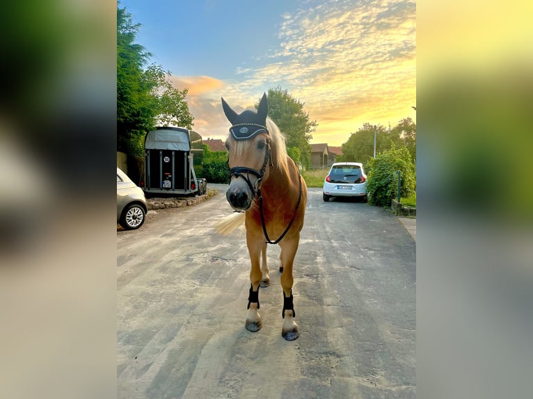 Edelbluthaflinger Caballo castrado 6 años 150 cm Alazán in Dassel