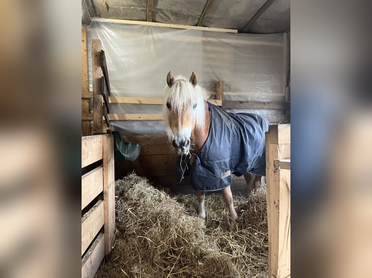 Edelbluthaflinger Caballo castrado 6 años 150 cm Alazán in Dassel