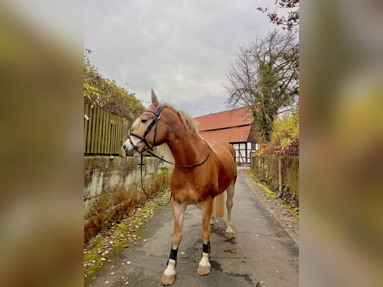 Edelbluthaflinger Caballo castrado 6 años 150 cm Alazán in Dassel