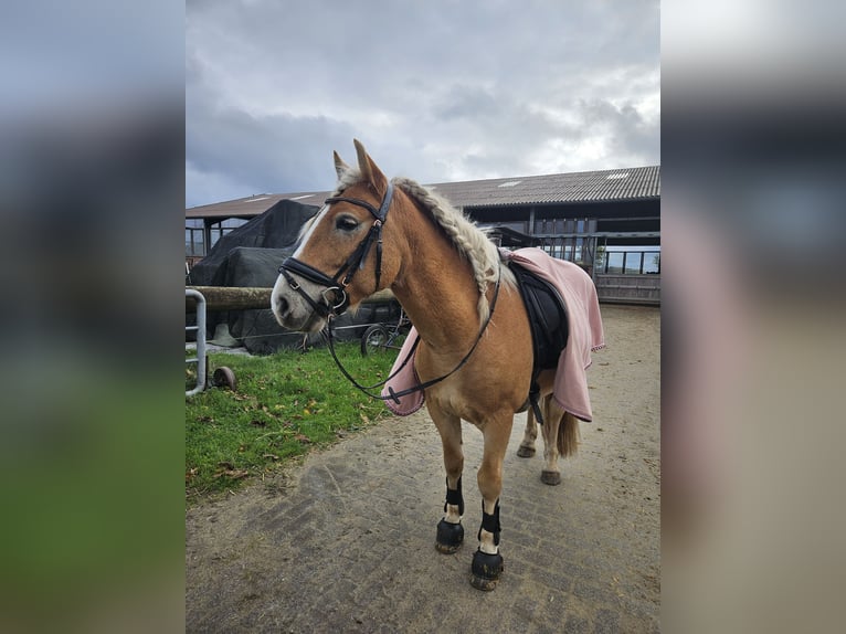 Edelbluthaflinger Caballo castrado 7 años 143 cm Alazán in Warendorf