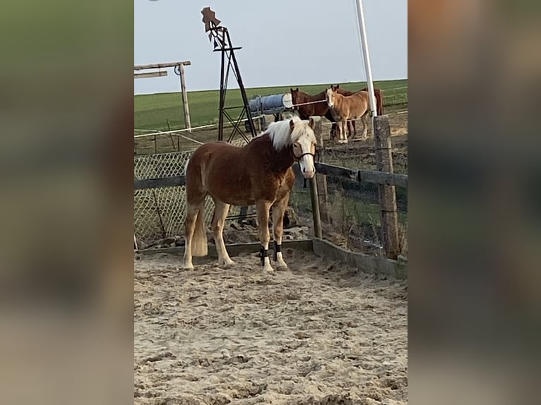 Edelbluthaflinger Caballo castrado 7 años 146 cm Alazán in Berkatal