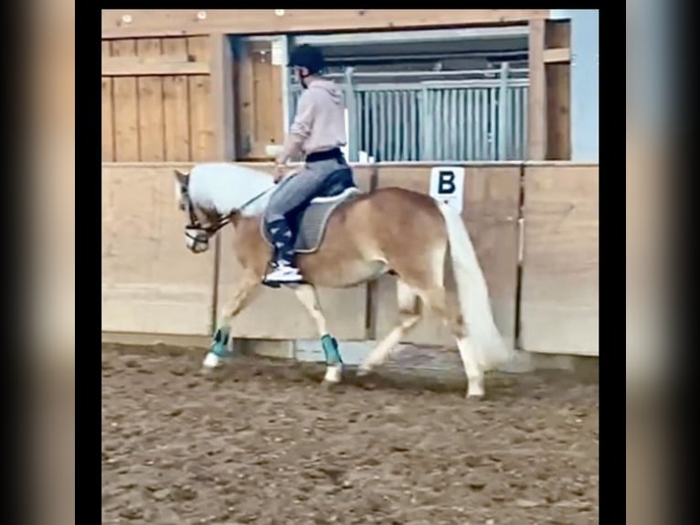 Edelbluthaflinger Caballo castrado 7 años 146 cm Alazán in Berkatal