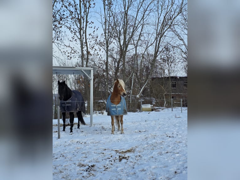 Edelbluthaflinger Caballo castrado 7 años 149 cm Alazán in Hainichen