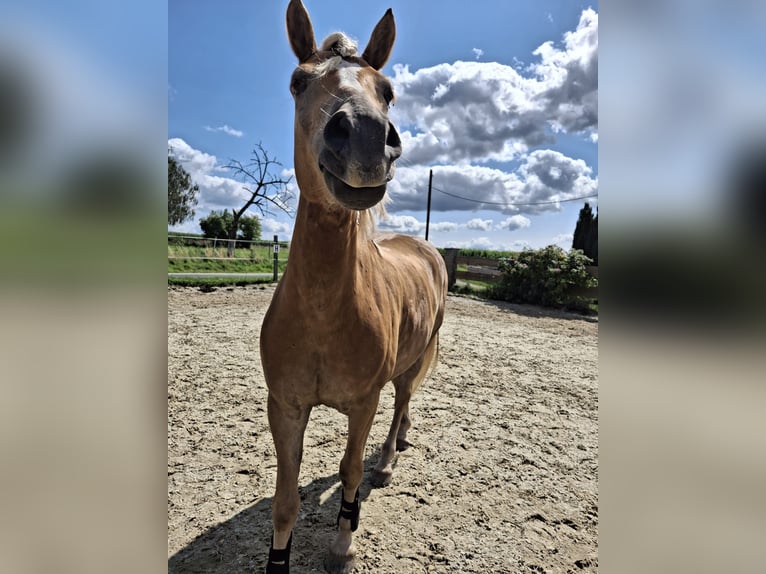 Edelbluthaflinger Caballo castrado 7 años 149 cm Alazán in Hainichen