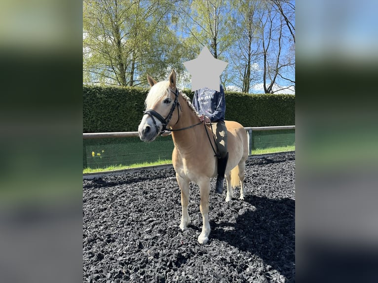Edelbluthaflinger Caballo castrado 8 años 142 cm Bayo in Röhrsdorf