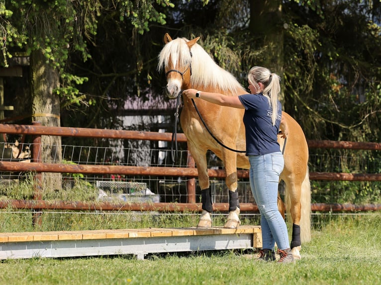 Edelbluthaflinger Caballo castrado 8 años 147 cm Alazán in Kneitlingen